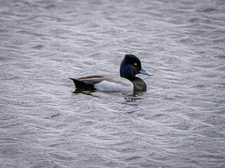 Blue Billed Scaub Duck