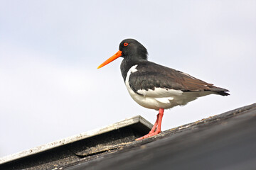 The Eurasian oystercatcher (Haematopus ostralegus) standing on the roof