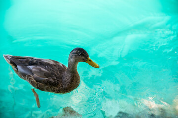 Duck swim in crystal clear turkois water and reeds.