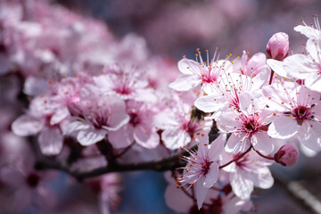 Flowering trees in spring. Pink flowers