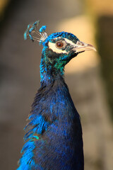 Obraz premium retrato de pavo real