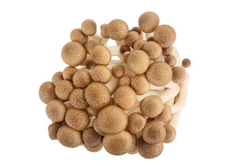 Brown beech mushrooms or Shimeji mushroom isolated on white background with clipping path and full depth of field.