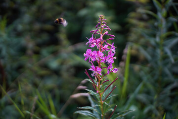 bee on a flower