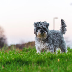 miniature schnauzer 