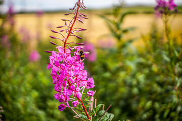 Obraz premium flowers in the garden