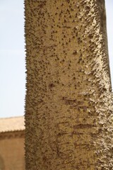 Thorny tree trunk of Ceiba speciosa in Italy