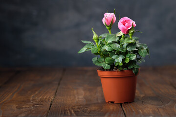 Pink rose in a pot on wooden table. Copy space for text.