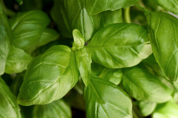Detail of fresh basil leaves