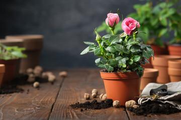 Pink rose in a pot, flower pots, soil, expanded clay, garden pruner on background.