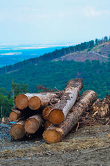 Pnie drzew zarażonych przez kornika na górze Kopa Biskupia w Polsce, w tle widoczna postępująca wycinka lasu © Malina