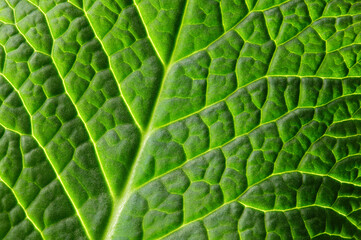 A close up of primula leaf texture. Green natural leaf background.