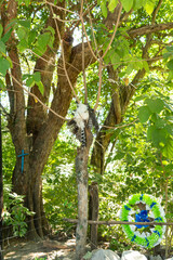 Halcón Selvático de Collar