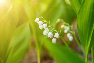 Lily of the valley