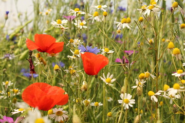 a variety of wild flowers with red poppy, cornflower and camomile in a field margin in the countryside in zeeland, the netherlands in springtime