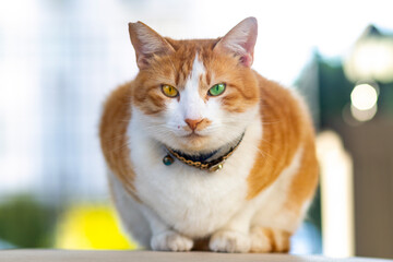 Yellow cat with two-colored eyes