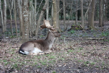 Wild fawn in love in a green glade in an autumnal park