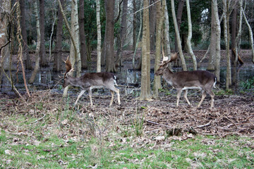 Wild fawn in love in a green glade in an autumnal park