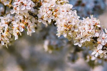 White blooming flowers of cherry plum tree. Mirabelle plum tree.