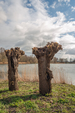 Backlit image of two freshly pruned pollard willows on the edge of a small Dutch lake. It is a sunny day with clouds in the blue sky at the beginning of the spring season.