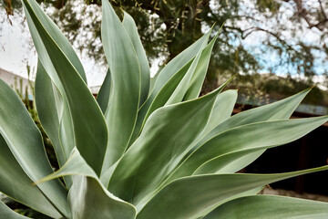 Obraz premium Large leaves of the green agave plant, succulent. Thin sharp edges of the leaves. An evergreen plant. Heat-loving plant.
