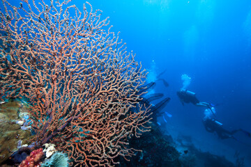 Group of divers exlpore colorful coral reef.