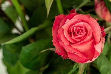 Red rose, a photo from above for a flower 