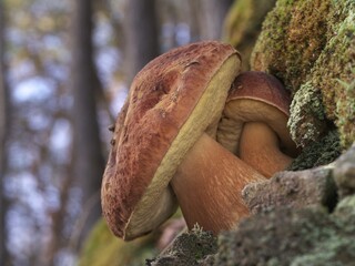 Kiefernsteinpilze, Boletus pinophilus am Waldboden