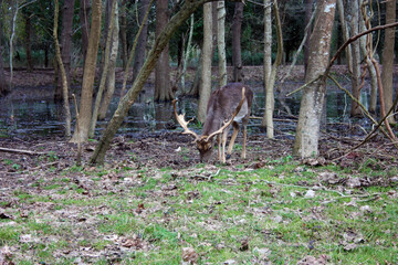 Wild fawn in love in a green glade in an autumnal park