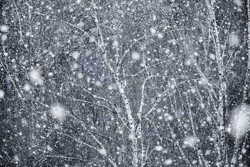 Snowfall on the birch tree branches background.