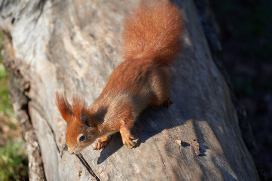 Closeup shot of a cute squirrel on a tree trunk