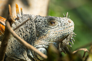 IGUANA
