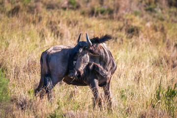 Single wildebeest or brindled gnu, South Africa.