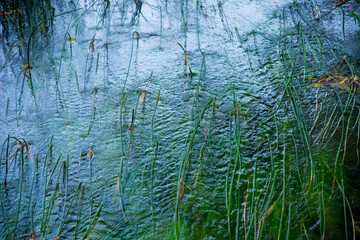 Texture acqua increspata con vegetazione acquatica