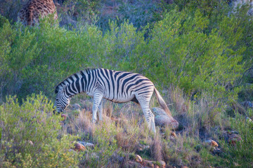Fototapeta na wymiar Grazing cape mountain zebra.