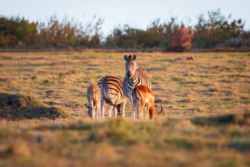 Grazing cape mountain zebras .