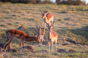 Male impala antelopes in South Africa.