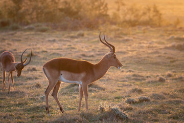Naklejka na ściany i meble Grazing male impala antelopes.