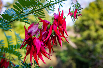 The beautiful clusters of flowers on the Kakabeak plant, (Clianthus puniceus). This plant species is native and endemic to new zealand.