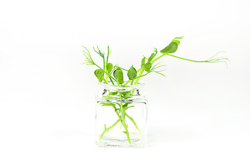 Fototapeta na wymiar Microgreen of a young sprout of green peas in a test tube on a light background.