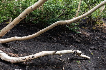White birch trees on the dark lava soil of Mount Etna volcano, Italy