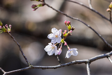 白い桜3輪とピンクのつぼみ