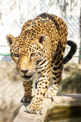 jaguar