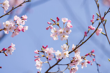 春の青空に生える薄いピンクの桜