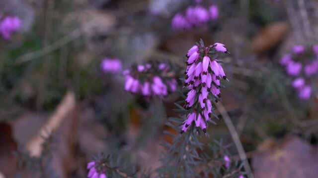 Spring blooming Winter Heath in slight breeze (Erica carnea) - (4K)
