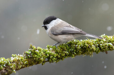 Willow tit bird - Parus montanus