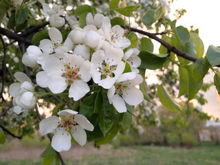 apple tree branch blooming with white flowers