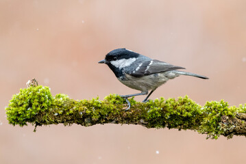 Coal tit ( Periparus ater ) close up