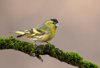 Obraz premium Siskin ( Carduelis spinus ) bird close up