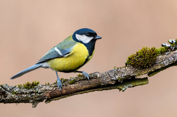 Great tit close up ( Parus major )