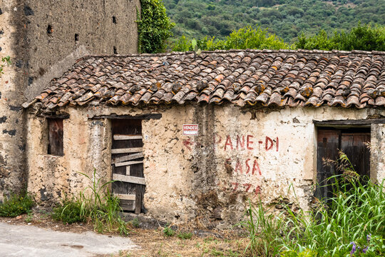 prickly pear plant growing on top of an abandoned tile roof, Sicily